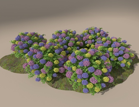 Hydrangea