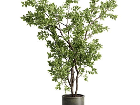 indoor potted plant green plant rubber tree indoor potted plant