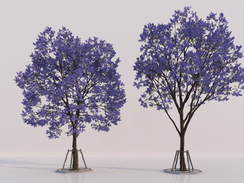 Modern Arbor Jacaranda