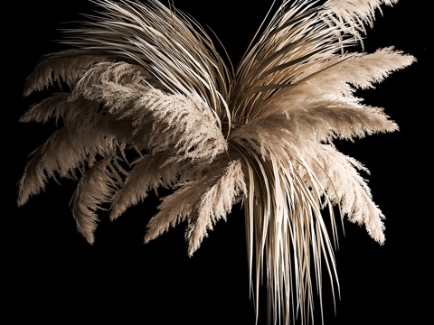 Hanging pampas grass