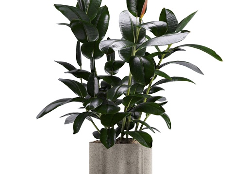 Modern potted banyan tree