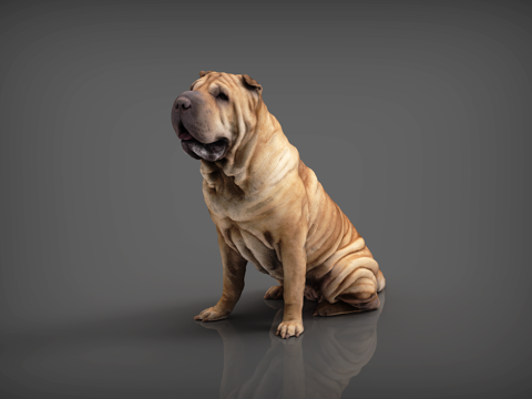 Dog Bulldog Yellow Bulldog