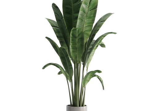 Modern Green Plant Potted Plant