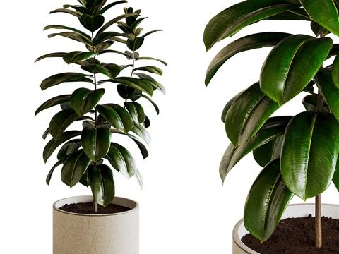 potted plant green plant decorative green plant outdoor green plant indoor green plant landing