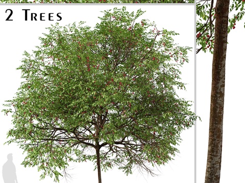 Arbor Street Tree Courtyard Tree City Greening Landscape Tree Big Tree Decoration Green Plant Outdoor