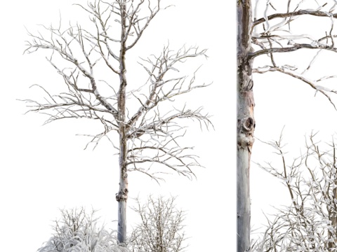 Snow Tree Snow Scene Cedar Frozen Tree Dead Tree Snow Landscape Landscape Sick Courtyard Tree Row