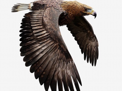 Golden Eagle