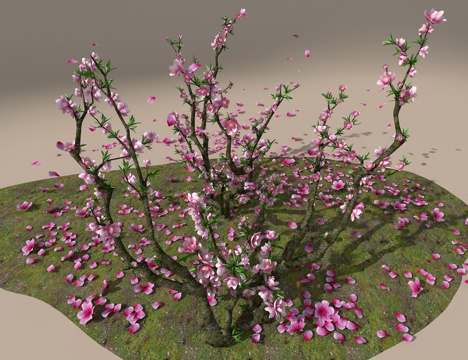 Peach Tree