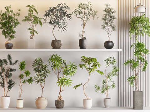 Modern Pot Plant Combination