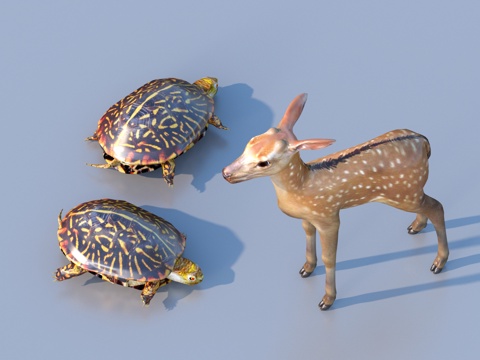 Deer turtle turtle turtle turtle sika deer animal