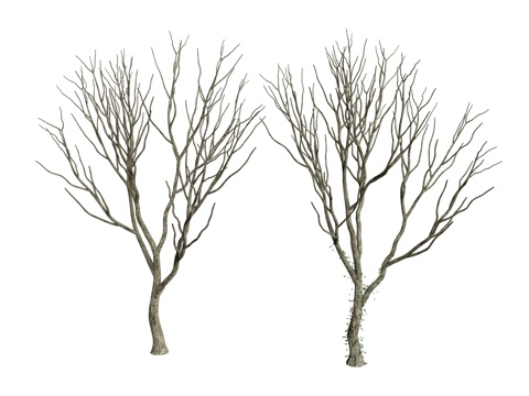 tree withered branches