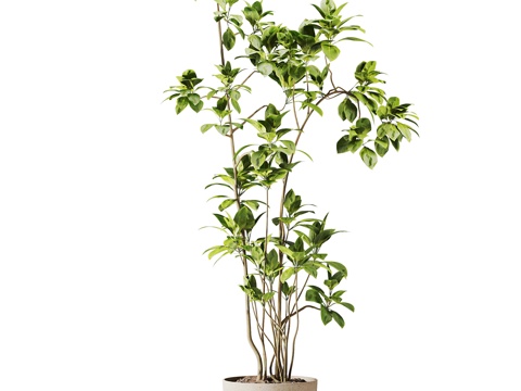 New Chinese Green Plant Potted Plant