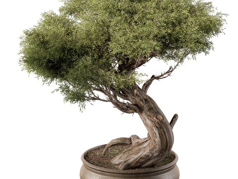 Bonsai Bonsai Welcome Pine