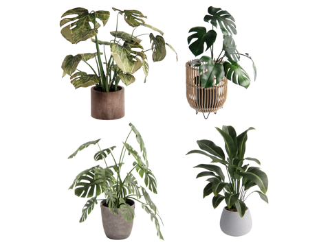 modern potted plant