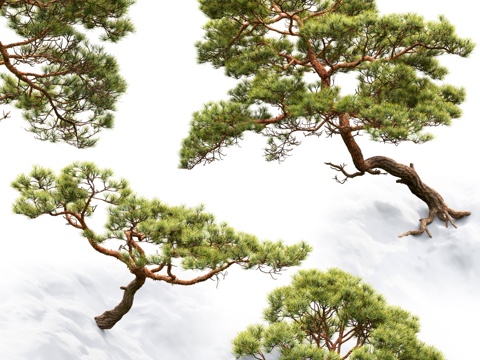 pine tree