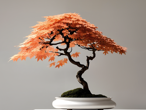 New Chinese Maple Leaf Bonsai