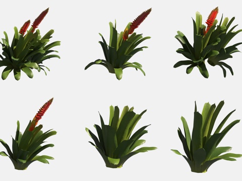 Yingge pineapple flowers and plants