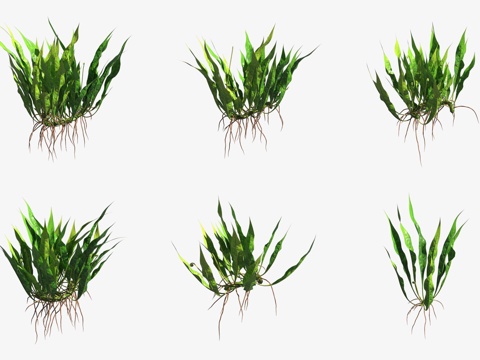 Water Grass Iron Crown Aquatic Plant