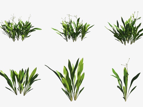 Aquatic grass mini crown grass aquatic plants