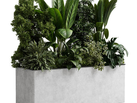 Modern Box Plant