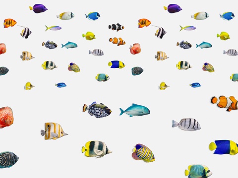 modern aquatic animal marine fish hairtail marine fish marine life tuna swordfish angelfish sea