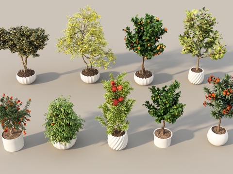 Modern Fruit Tree Modern Potted Plant