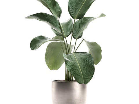 Modern Green Plant Potted Plant