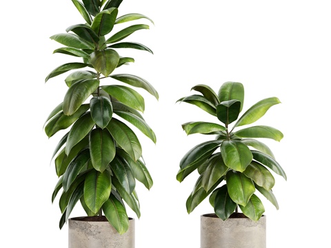 Modern Green Plant Potted Plant