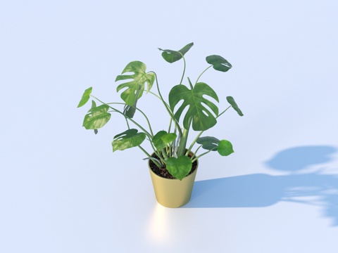 flowerpot potted plant green plant