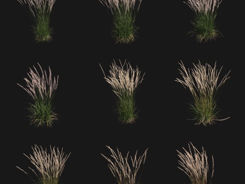 whisk grass flowers