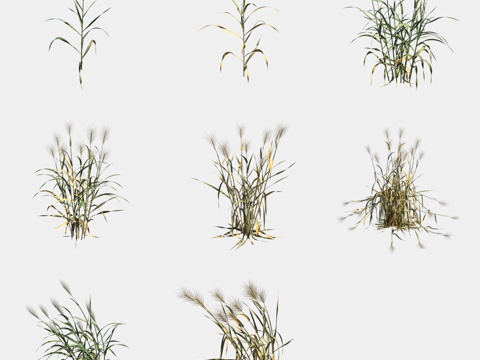 Wheat Crops Crops