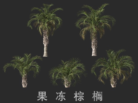 Jelly Palm.