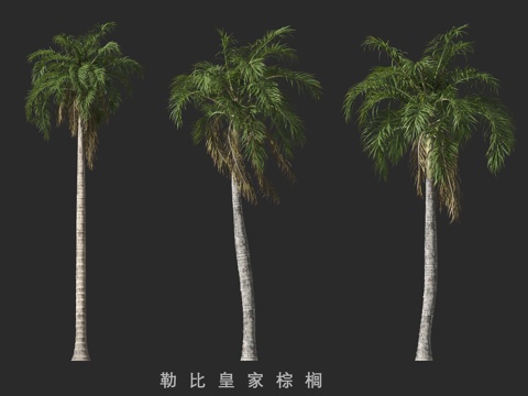 Leby Royal Palm