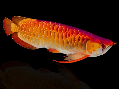 Fish, goldfish, golden dragon fish, koi carp, view carp, freshwater fish, fish cold water fish, goldfish,