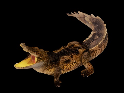 Crocodile, avocado, Nile crocodile, carnivore, reptile,