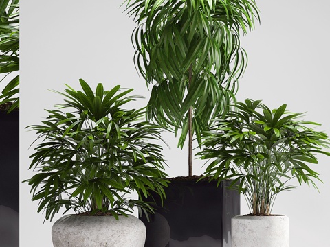 green plant potted plant
