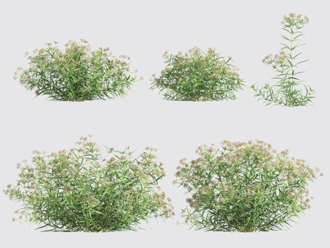 flowers and shrubs