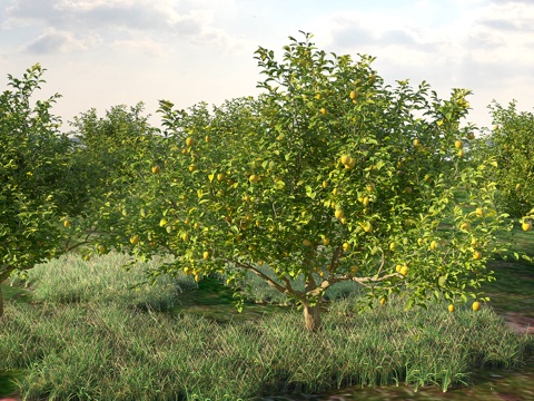 Fruit Trees