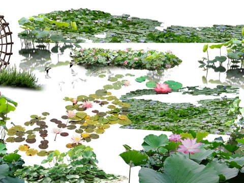 landscape aquatic plants lotus water lily plant psd