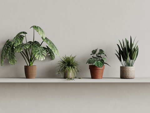 Green Plant Modern Green Plant Bamboo Tortoise