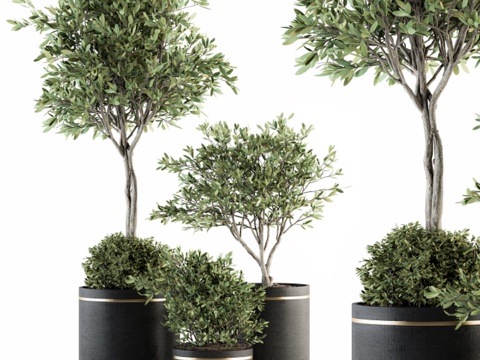 green plant potted plant