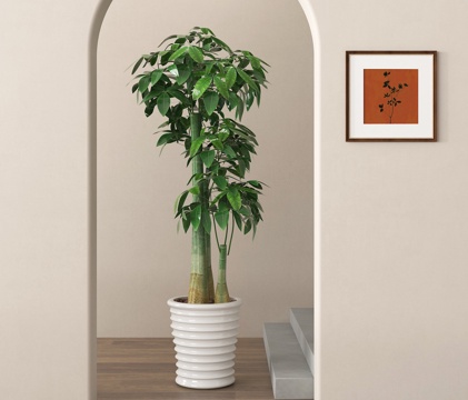 potted plant bonsai green plant