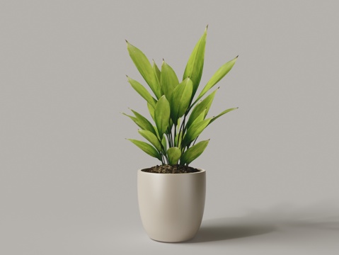 Modern Flower Pot Fortune Tree Potted Plant