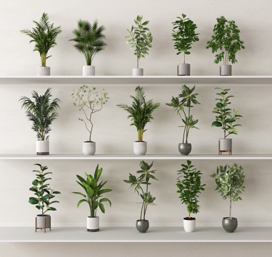potted plant bonsai green plant
