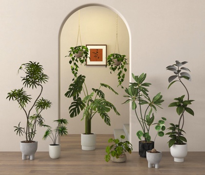 potted plant green plant bonsai