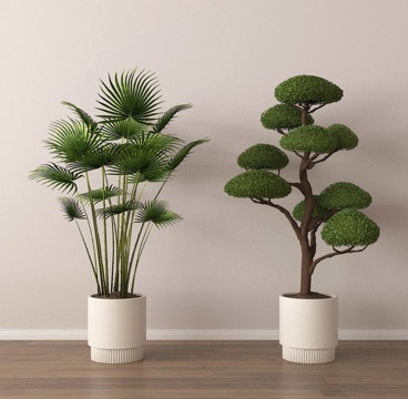potted plant bonsai green plant
