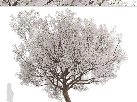 Sakura Tree Landscape Tree