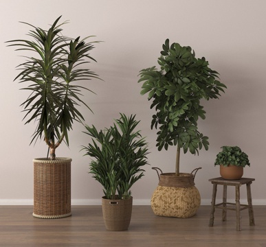 potted plant bonsai green plant