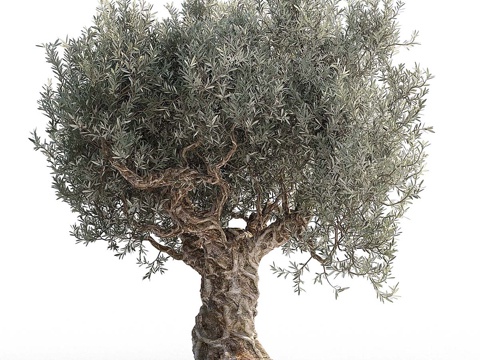 Olive Tree