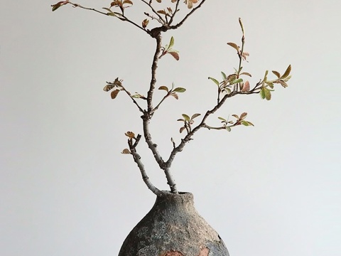 Potted plants made old vase modern vase dried branches